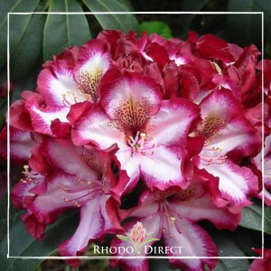 Rhododendron direct rhododendron direct rhododendron direct rh.