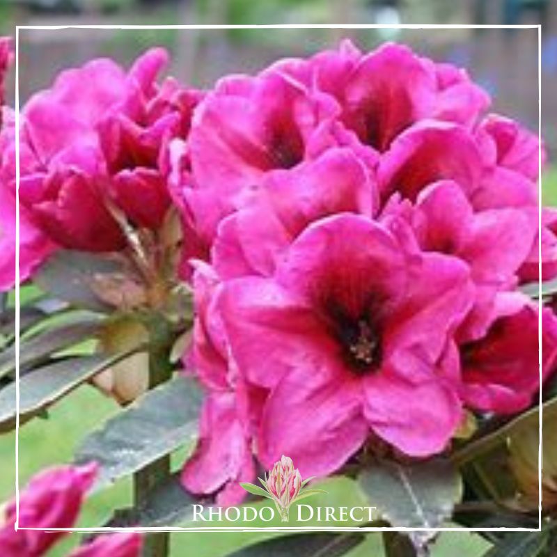 Rhododendron rhododendron rhododendron rhodo.
