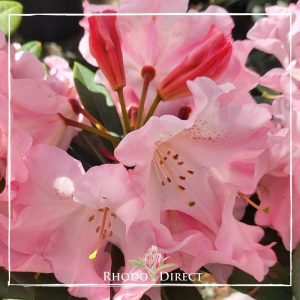 A pink rhododendron with the words rhododendron direct.