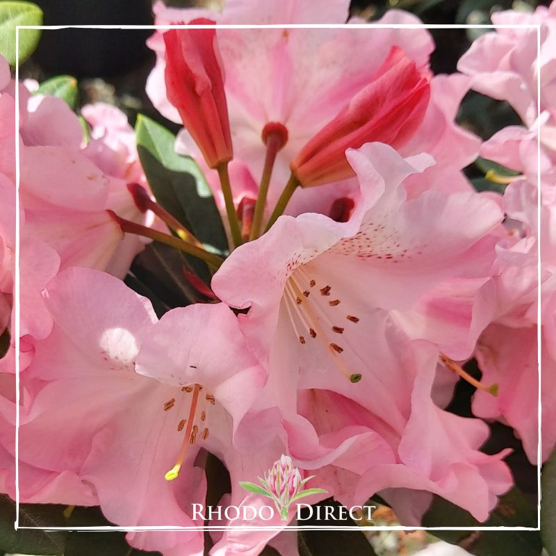 A pink rhododendron with the words rhododendron direct.