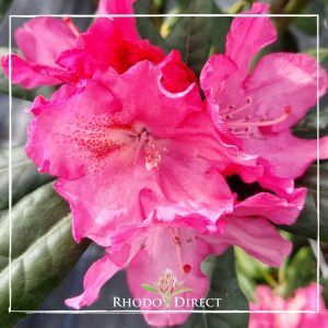 Rhododendron rhododendron rhododendron rhodo.