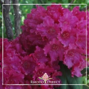 Rhododendron rhododendron rhododendron rhodo.