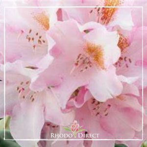 Rhododendron rhododendron rhododendron rhodo.