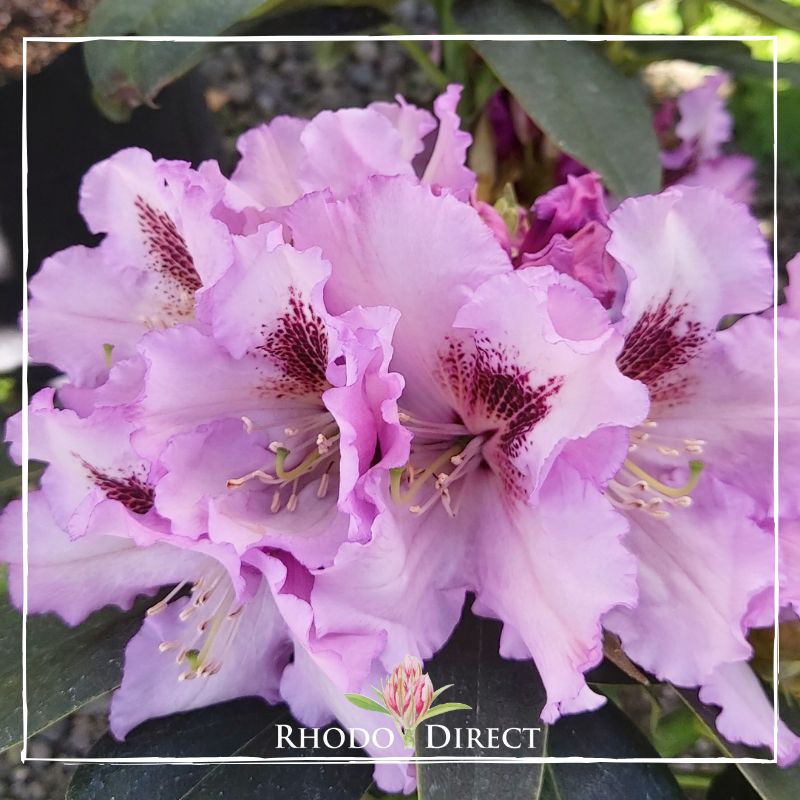 Rhododendron direct rhododendron rhododendron rhod.