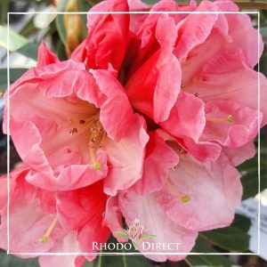 Rhododendron rhododendron rhododendron rhodo.