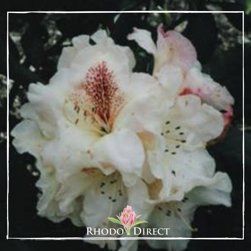 Rhododendron rhododendron rhododendron rhodo.
