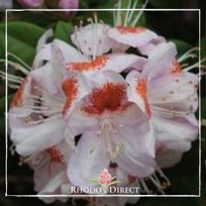 Rhodo direct rhododendron rhododendron rhododen.