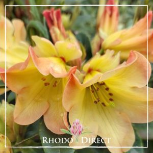Rhododendron Nancy Evans