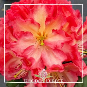 Rhododendron Naselle