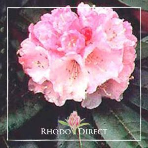 Rhododendron Neato