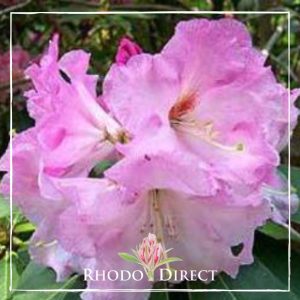 Rhododendron Newcombe's Sweetheart
