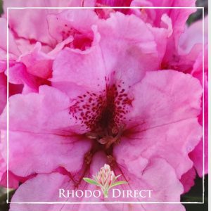 Rhododendron Noble Mountain