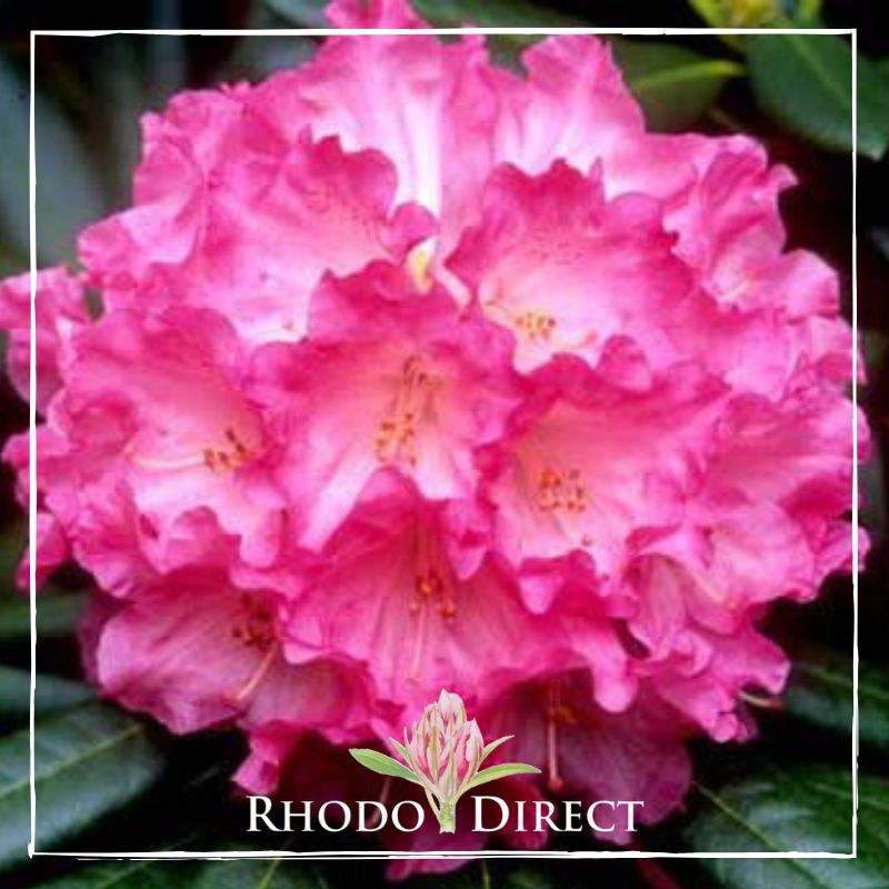 Rhododendron direct rhododendron rhododendron rhod.