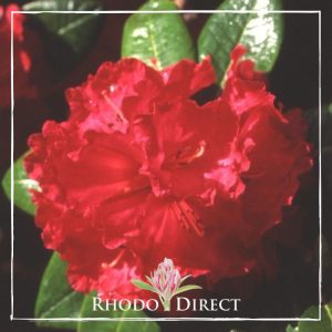 Rhododendron Noyo Chief