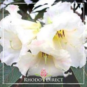 Rhododendron Nuttalii