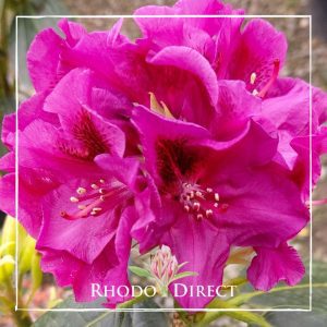 Rhododendron Olin O Dobbs