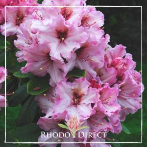 Rhododendron One Thousand Butterflies