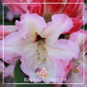 Rhododendron Ooh Gina