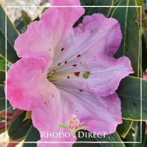 Rhododendron Orchard Road