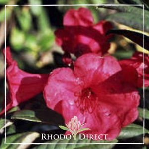 Rhododendron Ostbo Red Elizabeth