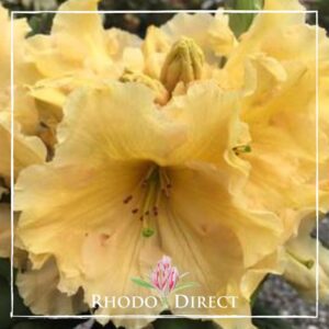 Rhododendron Pineapple Delight