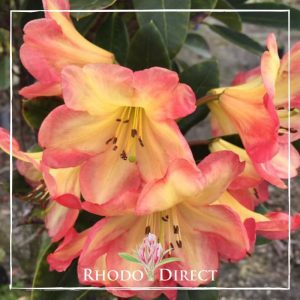 Rhododendron Ring of Fire