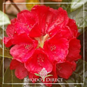 Rhododendron Robert Balch