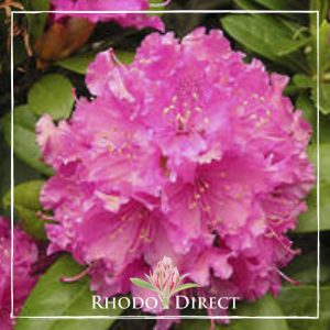 Rhododendron Rocket
