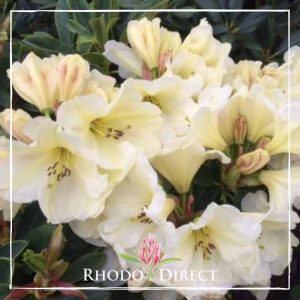 Rhododendron Rockhill Ivory Ruffles