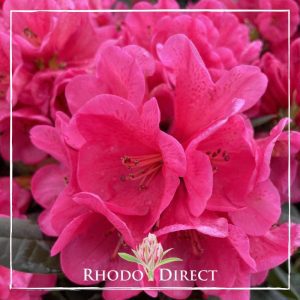 Rhododendron Ross Maude