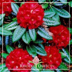 Rhododendron Rubicon