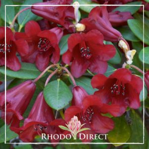 Rhododendron Ruby Heart