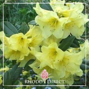Rhododendron Saffron Queen
