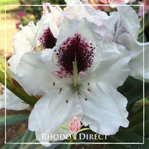 Rhododendron Sappho