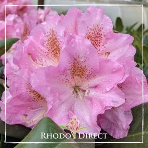 Rhododendron Scintillation
