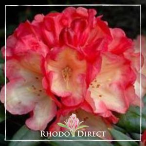 Rhododendron Seaview Sunset