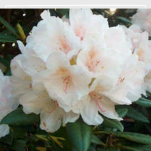 Rhododendron Senator Henry Jackson