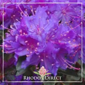 Rhododendron Senora Meldon