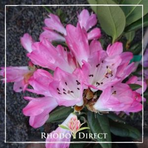 Rhododendron Seta