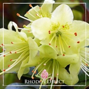 Rhododendron Shamrock
