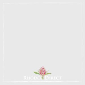 Rhododendron Sierra Dawn