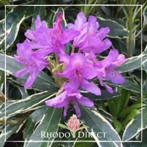 Rhododendron Silver Edge