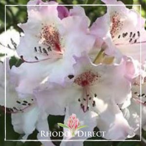 Rhododendron Simona