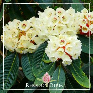 Rhododendron Sino Grande