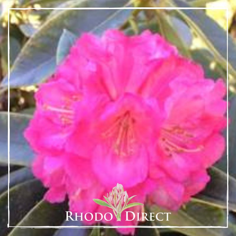 Rhododendron Sir Robert Peel