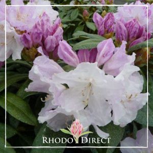 Rhododendron Sleepy