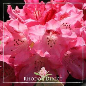 Rhododendron Sneezy