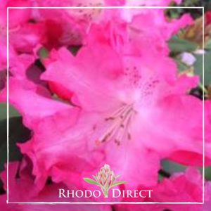Rhododendron Solidarity