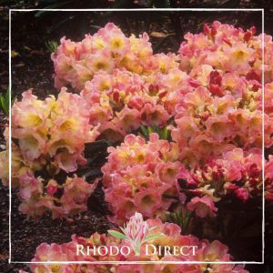 Rhododendron Southern Skies