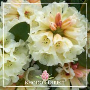 Rhododendron Spiced Honey